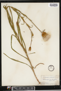 Tragopogon pratensis image