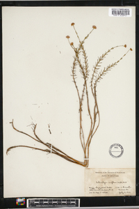 Sclerolepis uniflora image