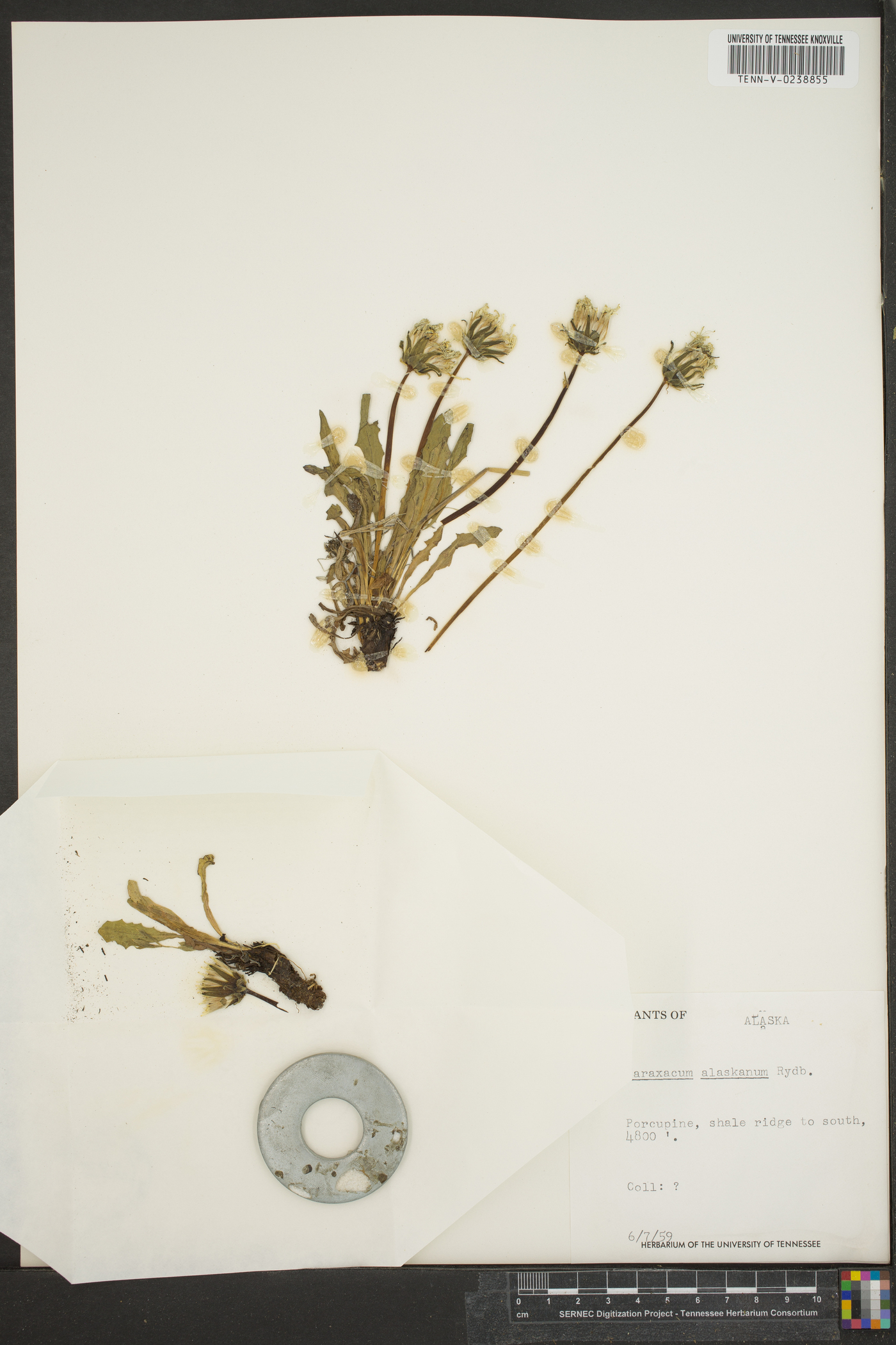 Taraxacum alaskanum image