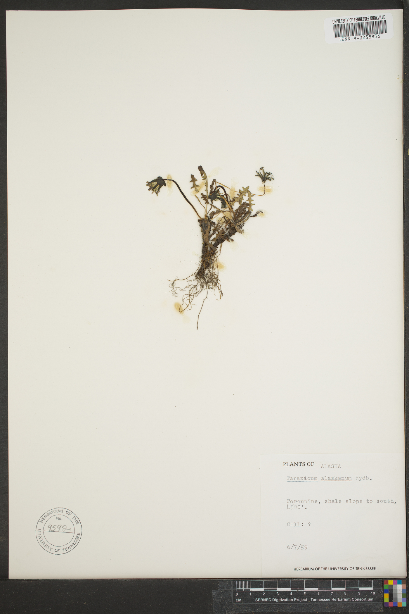 Taraxacum alaskanum image