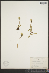 Taraxacum arcticum image