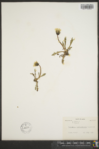 Taraxacum ceratophorum image