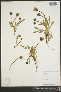 Taraxacum ceratophorum image