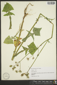 Sonchus oleraceus image