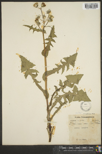 Sonchus oleraceus image