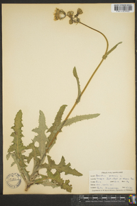 Sonchus arvensis image