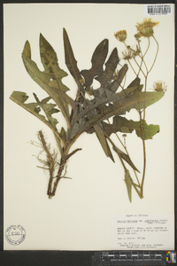 Sonchus arvensis image