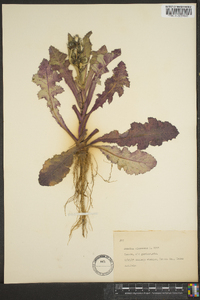 Sonchus oleraceus image