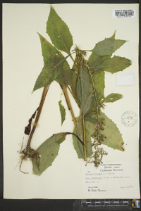 Lactuca floridana image