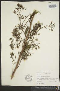 Lactuca floridana image