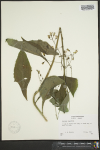 Lactuca floridana image