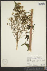 Lactuca floridana image