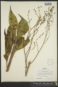 Lactuca floridana image