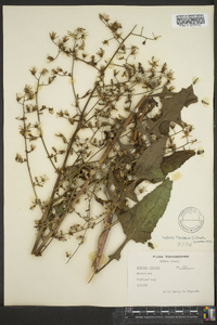 Lactuca floridana image