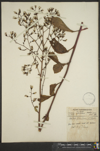 Lactuca floridana image