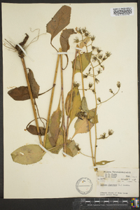 Lactuca floridana image