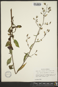 Lactuca floridana image