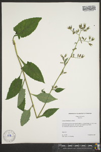 Lactuca floridana image