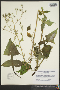 Lactuca floridana image