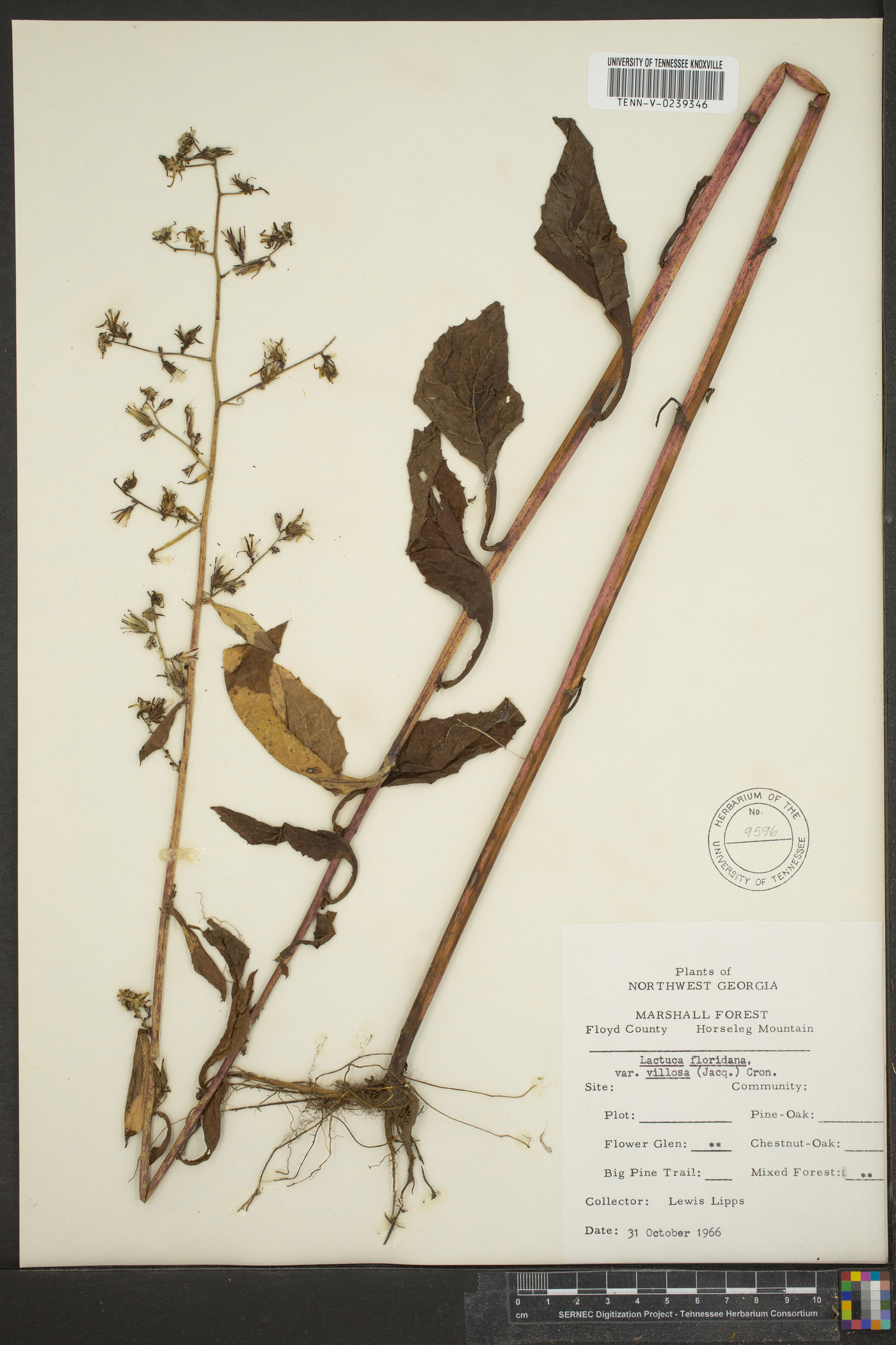 Lactuca floridana var. villosa image
