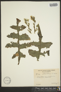 Lactuca floridana image