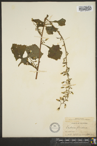 Lactuca floridana image