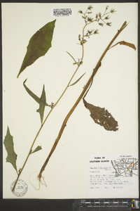 Lactuca floridana image