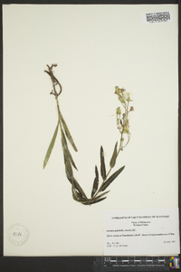 Lactuca tatarica var. pulchella image