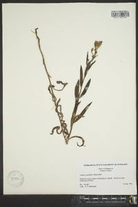 Lactuca tatarica var. pulchella image