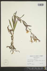 Lactuca tatarica var. pulchella image