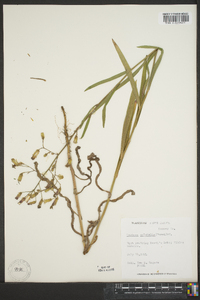 Lactuca tatarica var. pulchella image