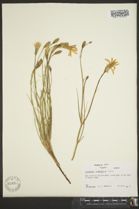 Lygodesmia grandiflora image