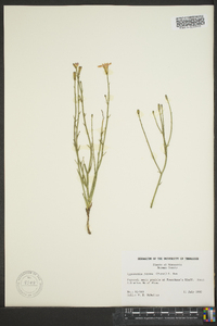 Lygodesmia juncea image