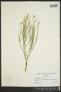 Lygodesmia juncea image