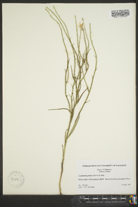 Lygodesmia juncea image