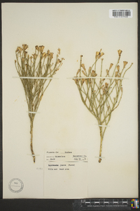 Lygodesmia juncea image