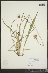 Agoseris glauca image