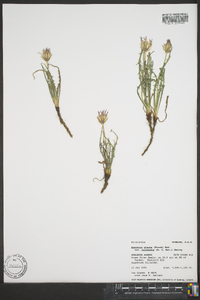 Agoseris parviflora image