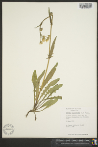 Crepis capillaris image