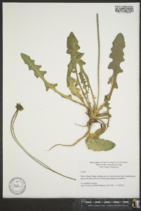 Crepis capillaris image