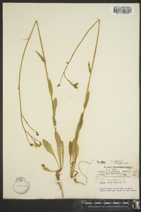 Crepis pulchra image