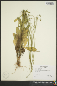 Crepis pulchra image