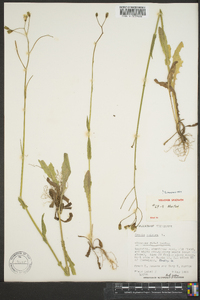 Crepis pulchra image