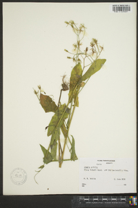 Crepis pulchra image