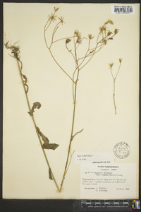 Crepis pulchra image