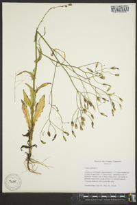 Crepis pulchra image