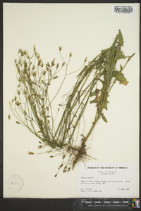 Crepis pulchra image