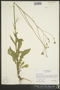 Crepis pulchra image