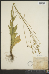 Crepis pulchra image