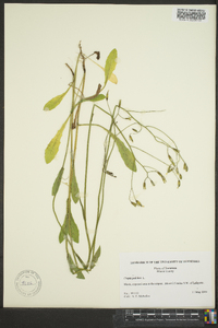 Crepis pulchra image